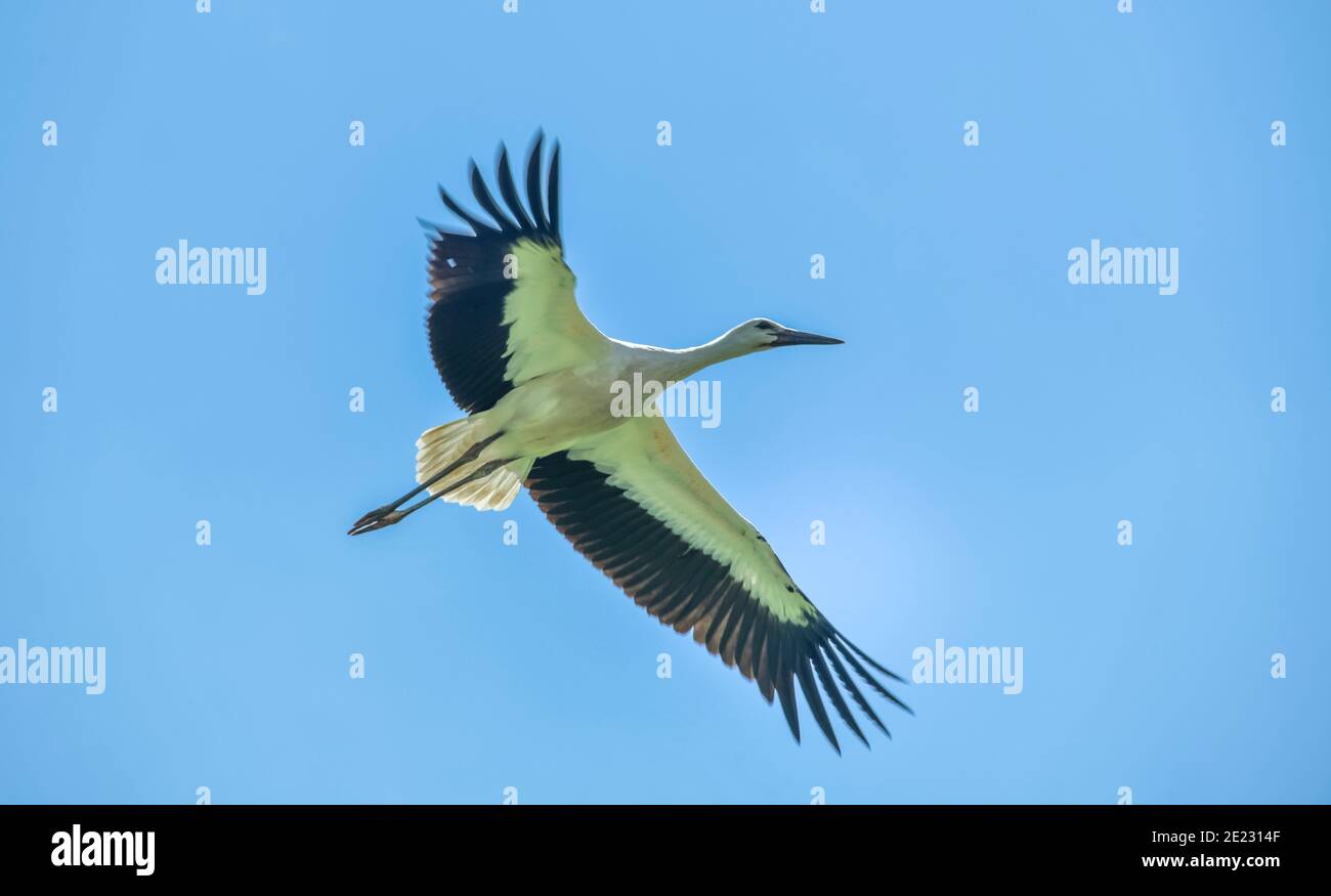 Storch, Neißeaue, Sachsen, Deutschland Foto Stock