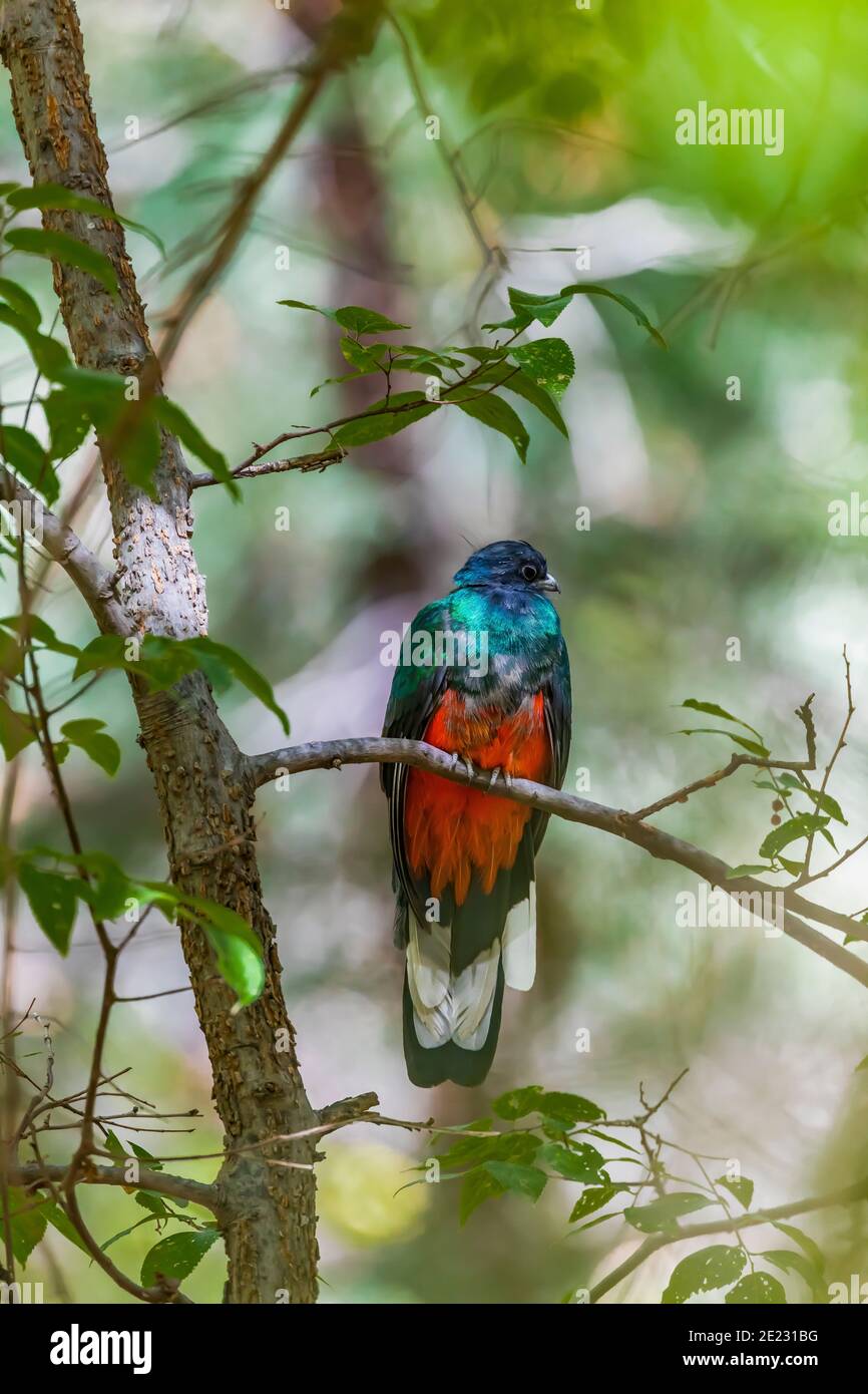 Eared Quetzal, Euptilotis neoxenus, un uccello vagante messicano, nel Canyon di Cave Creek della Coronado National Forest, Arizona, Stati Uniti Foto Stock