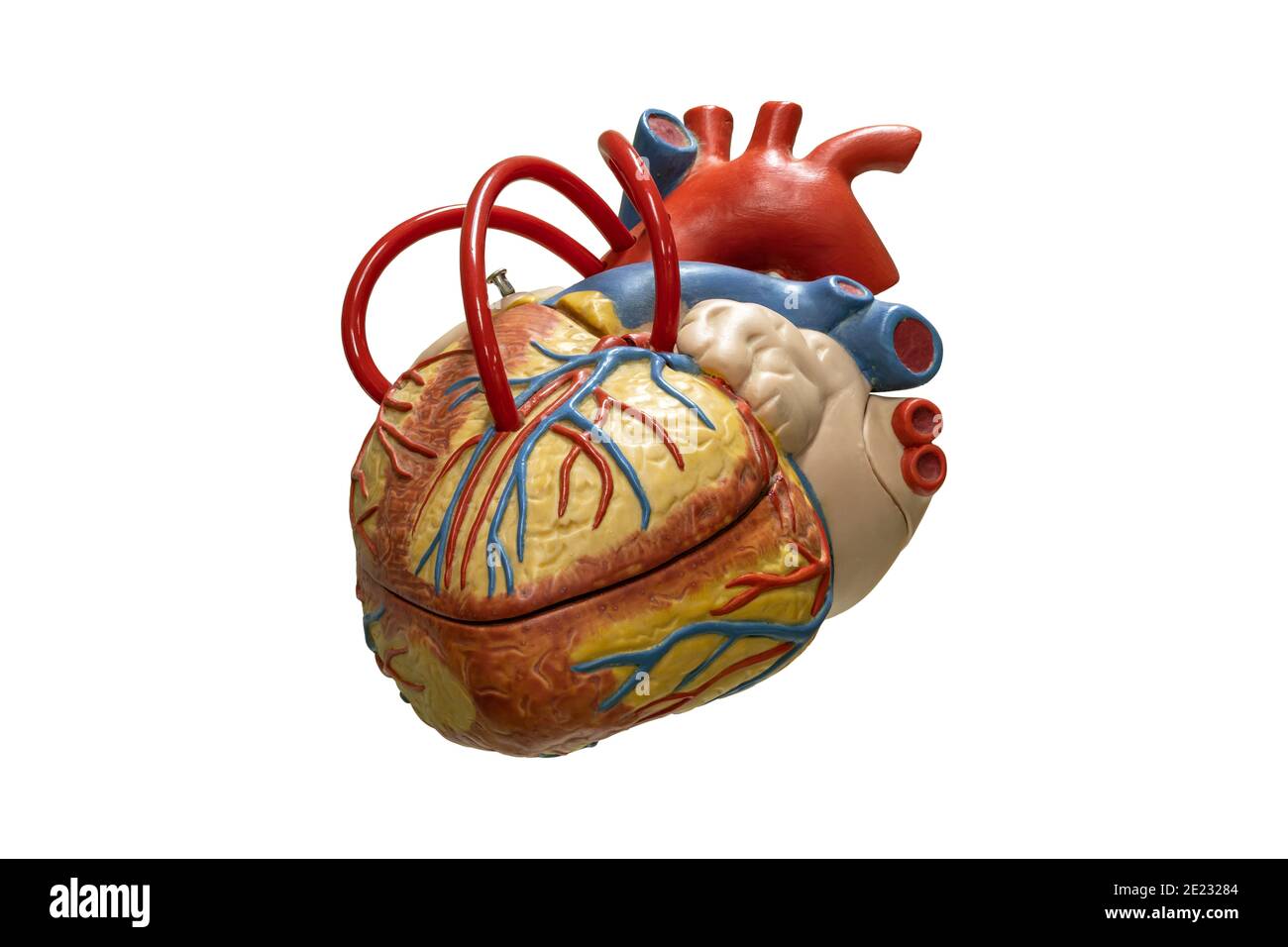 Anatomia umana cuore modello in plastica isolato su sfondo bianco. Foto Stock