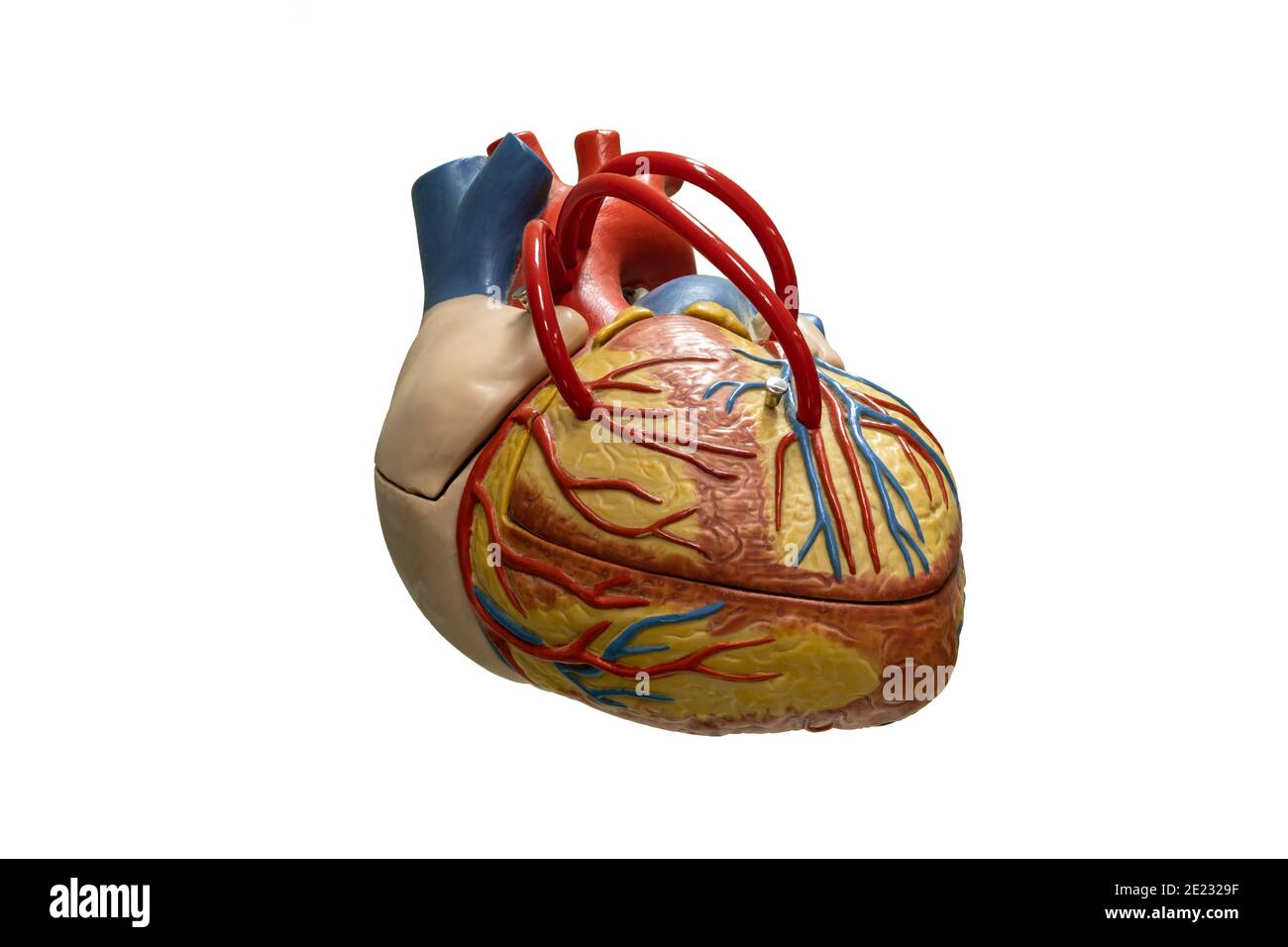 Anatomia umana cuore modello in plastica isolato su sfondo bianco. Foto Stock