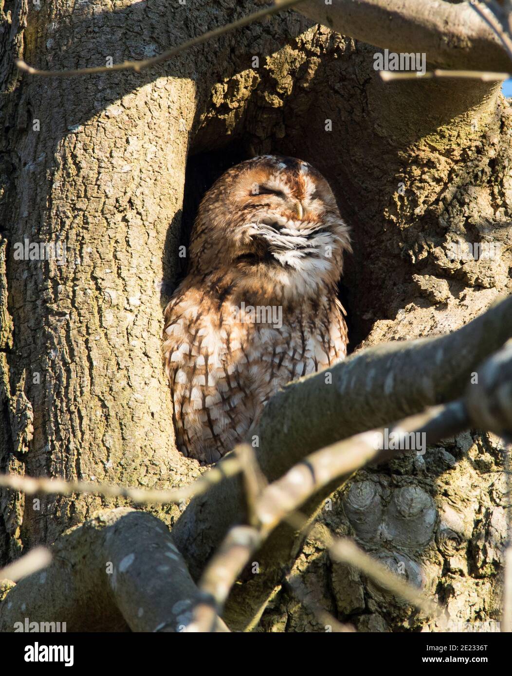 Gufo (Strix aluco) in una cavità in un albero di cenere. Foto Stock