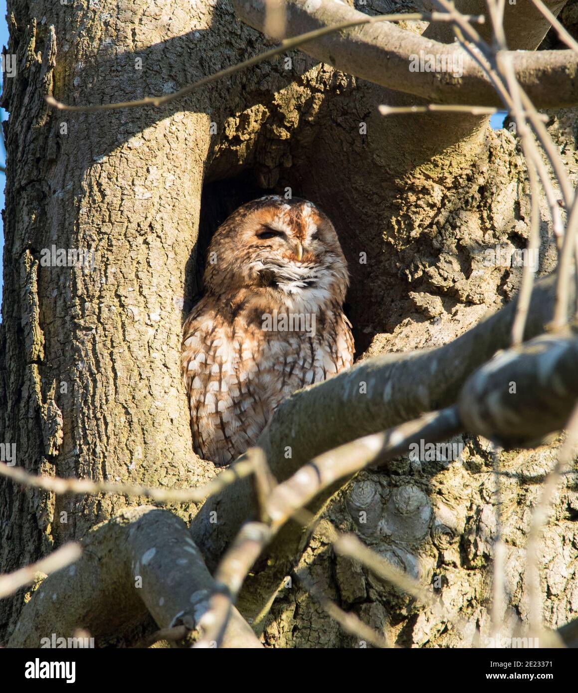 Gufo (Strix aluco) in una cavità in un albero di cenere. Foto Stock