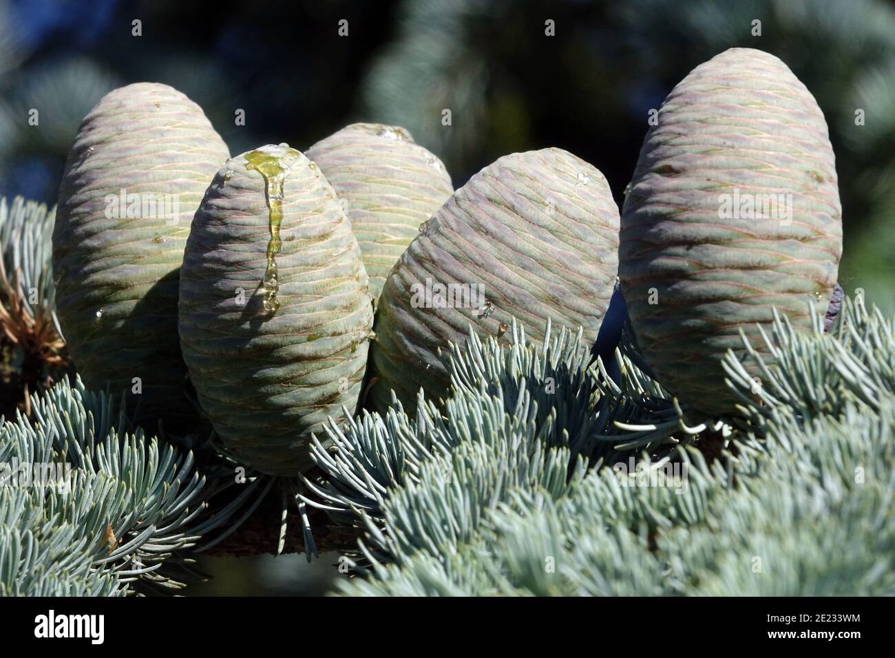 Blue Atlas Cedar (Cedrus atlantica glauca), aghi e coni non mature Foto Stock