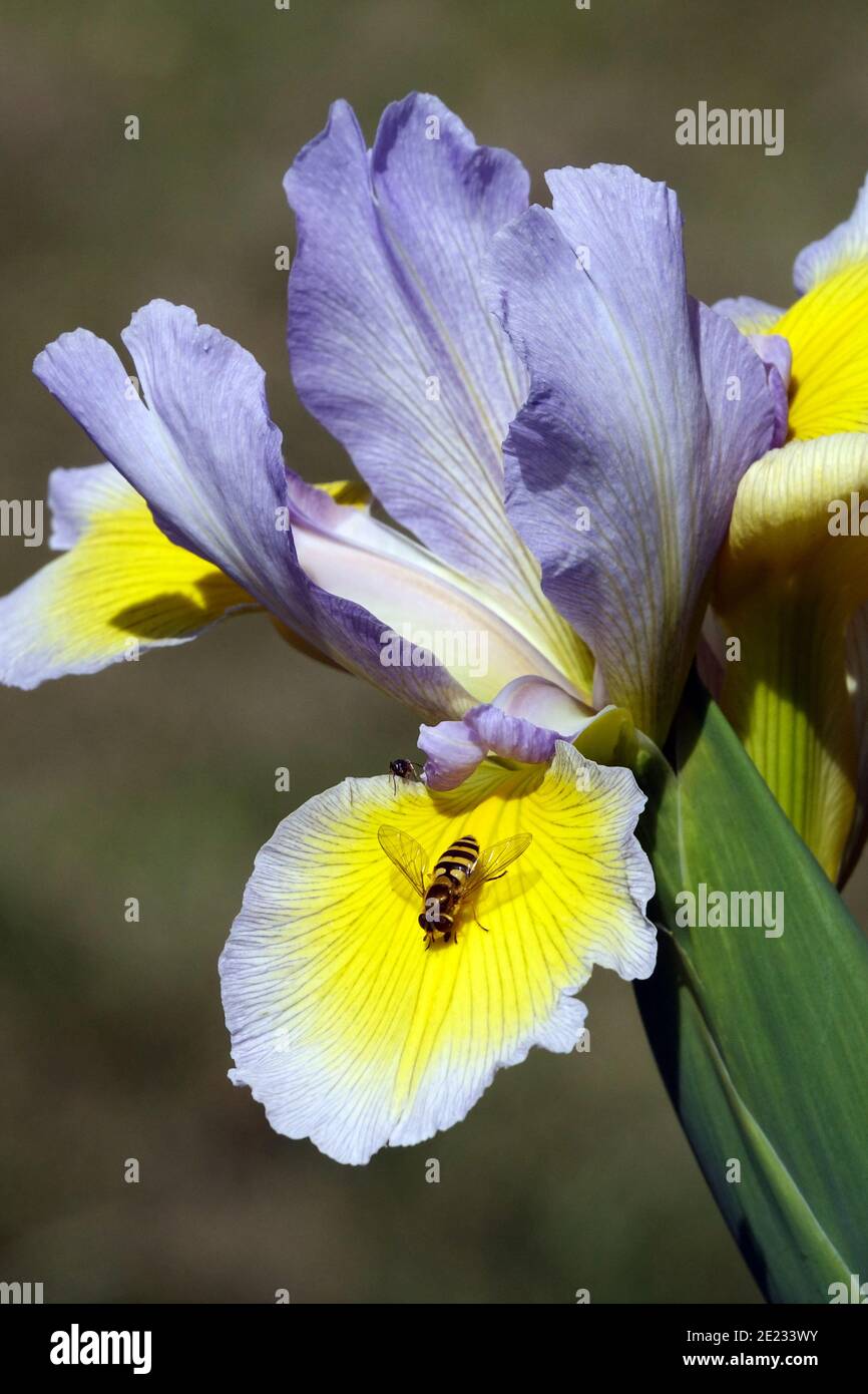 Hoverfly su fiore Iris spuria Foto Stock