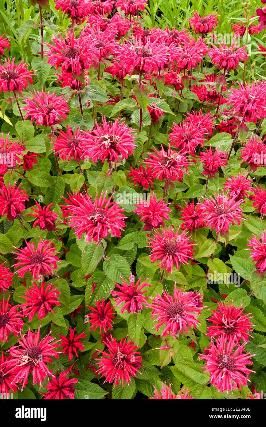 Monarda fiori rossi Monarda didyma Bee-Happy Hardy Beauty perennials Foto Stock