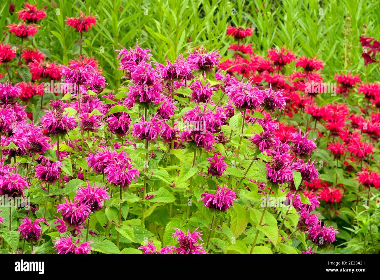 Piante perenni estive nel giardino erbaceo di confine Monarda dipyma Bergamot Beebalm Monarda dipyma Bee-Happy, Monarda dipyma Bee-Free Foto Stock