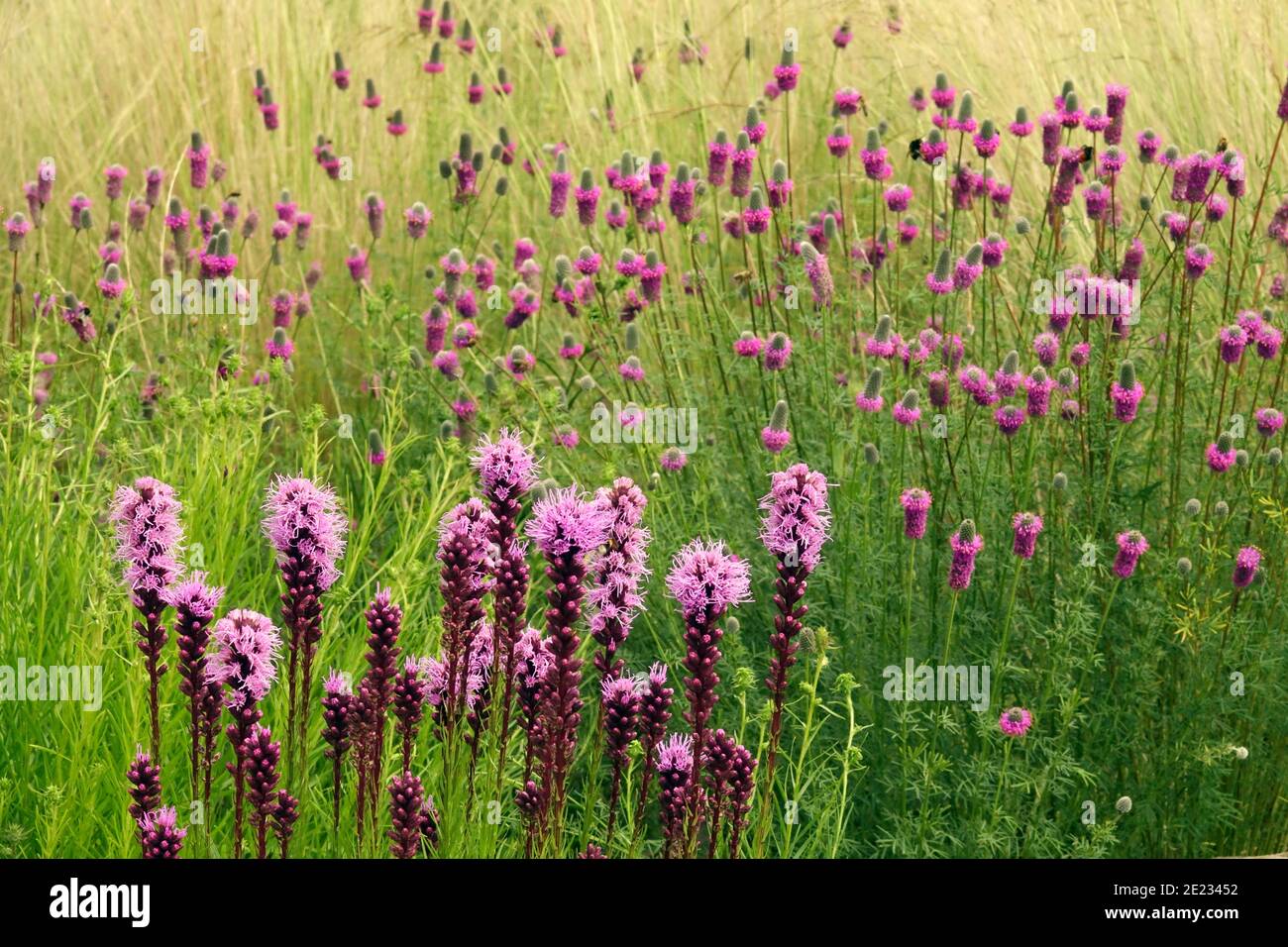 Viola fiori giardino Dalea purpurea viola Prairie Clover Liatris Foto Stock