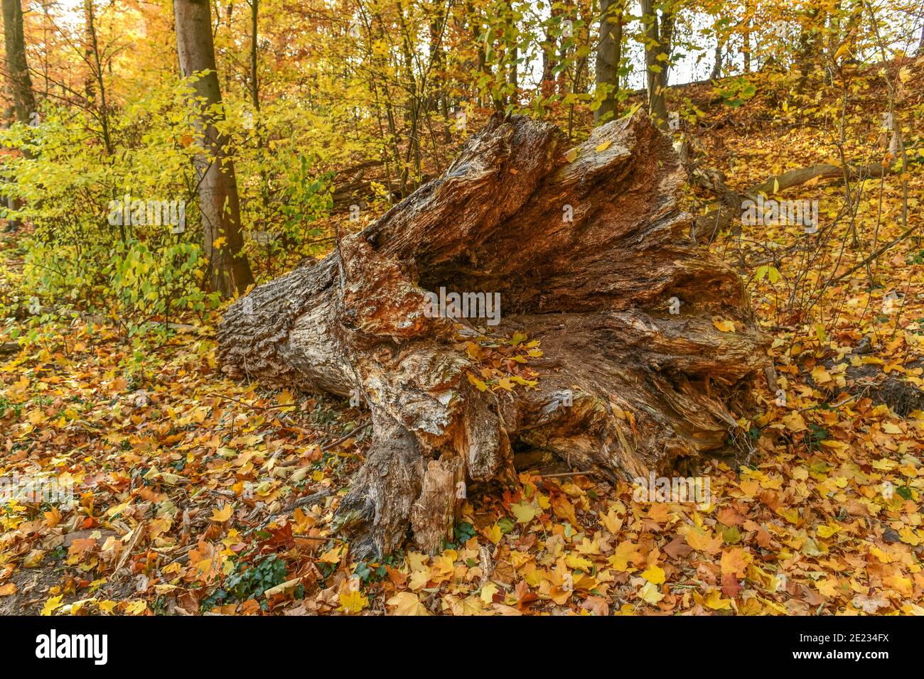 Baumstumpf, Herbstlicher Wald, Grunewald, Berlino, Deutschland Foto Stock