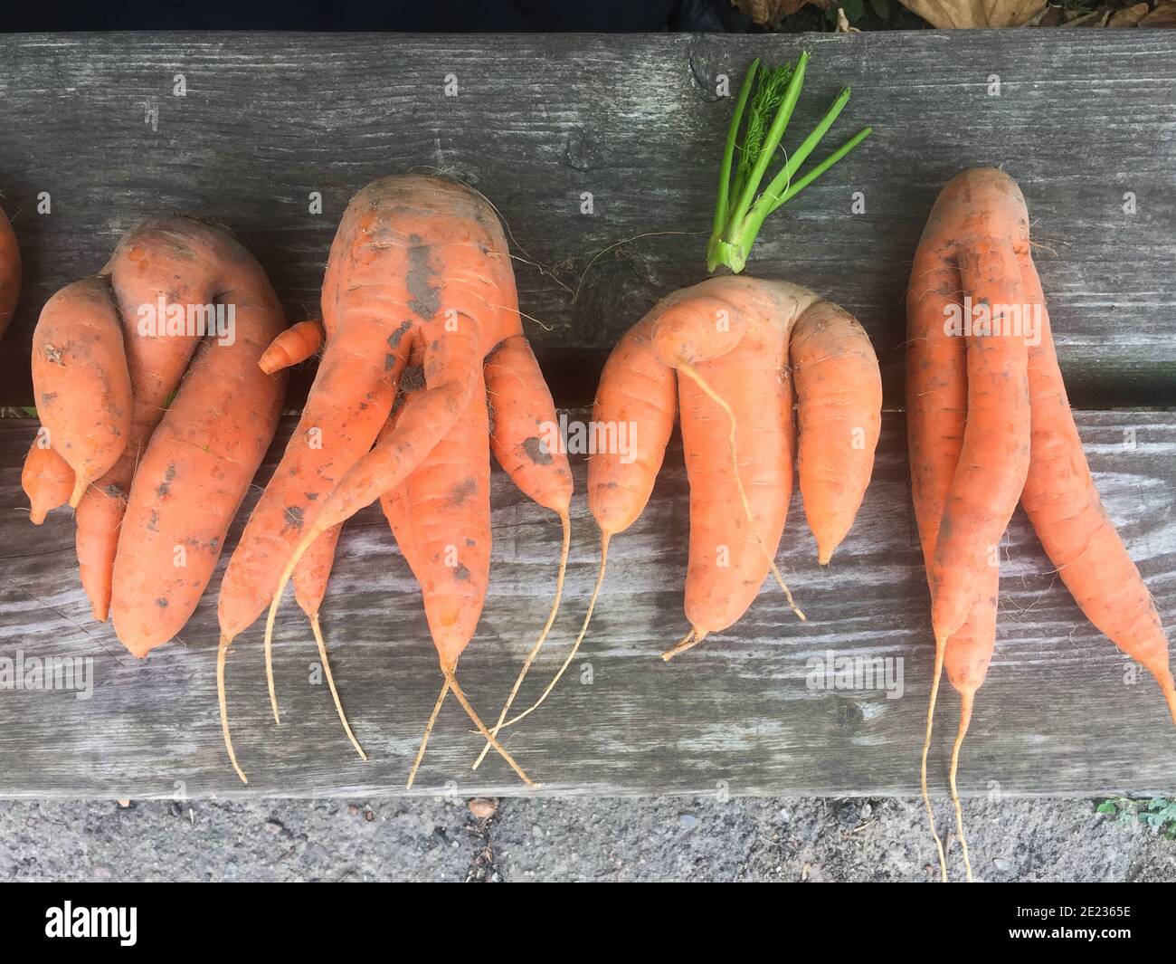 Carota brutta, carota deformata su un tavolo di legno Foto Stock