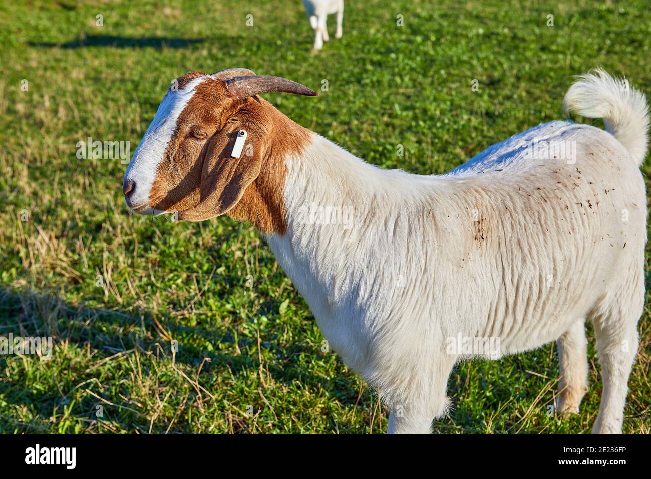 Immagine di una capra maschio anglo nubiana con corna Foto Stock