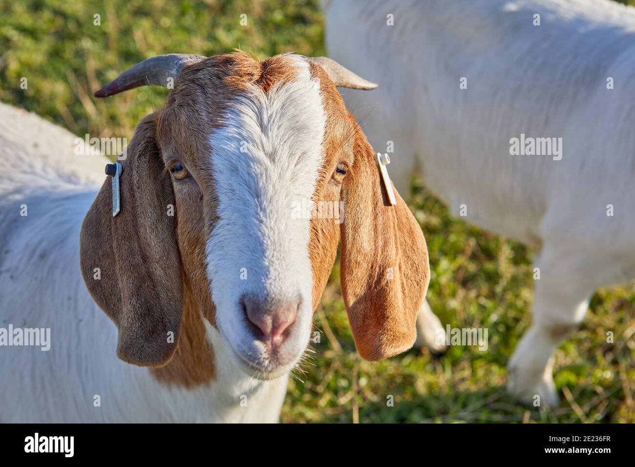 Immagine di una capra maschio anglo nubiana con corna Foto Stock