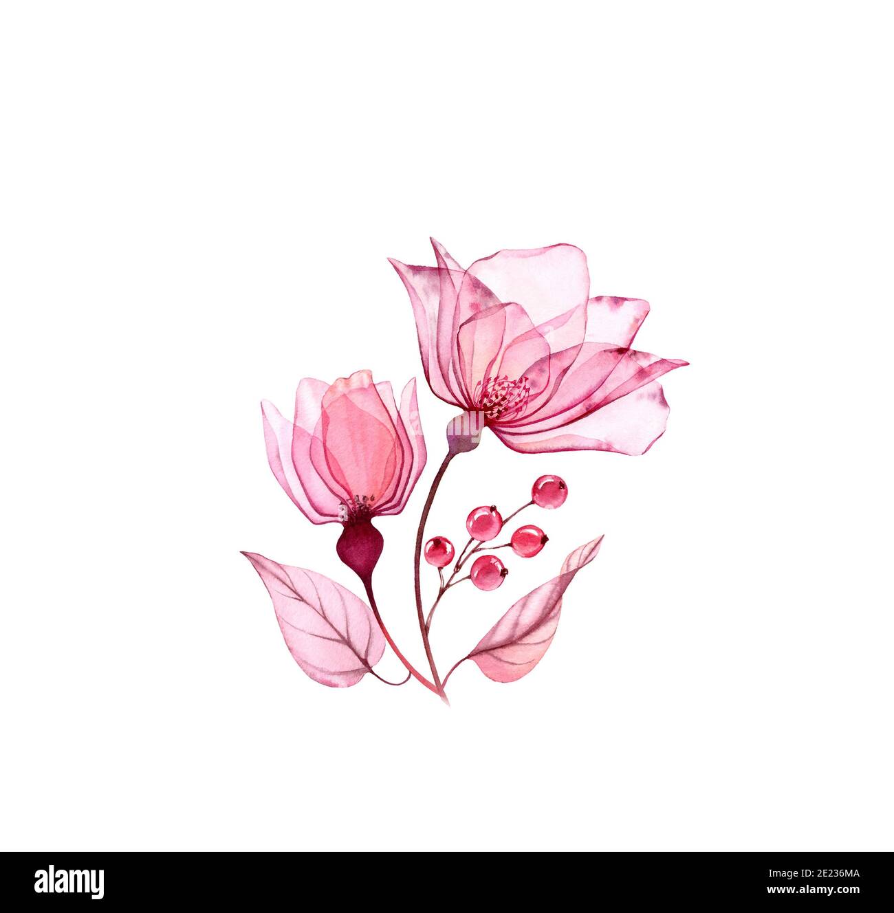 Bouquet di rose acquerello. Due fiori rosa con foglie e bacche isolate su bianco. Opere d'arte dipinte a mano con petali dettagliati. Illustrazione botanica Foto Stock