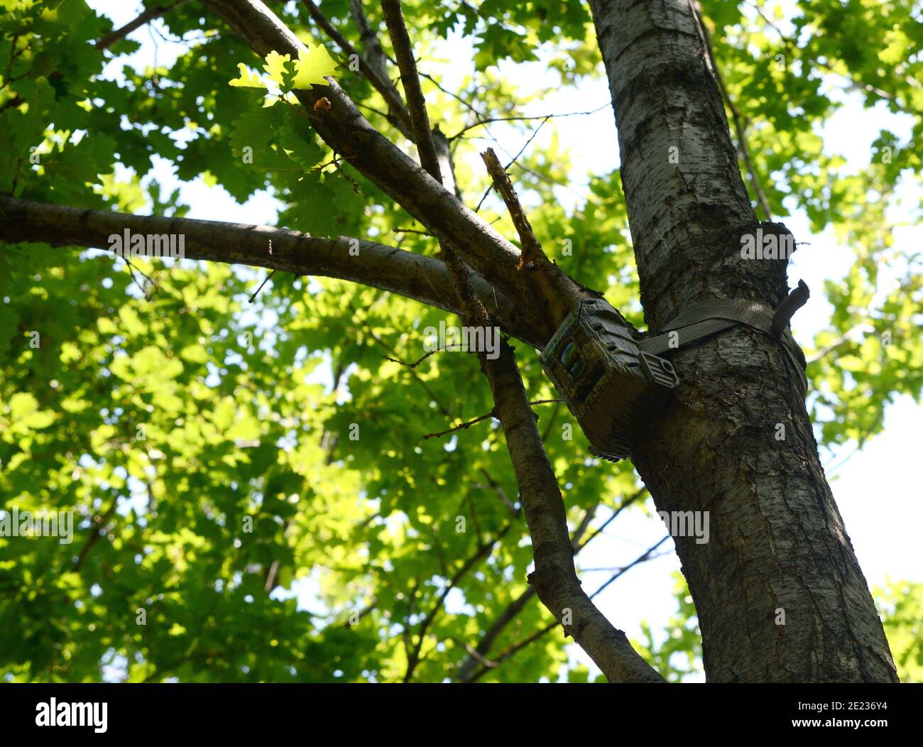 Macchina fotografica fissata ad un albero, usata dai cacciatori per spiare gli animali selvatici. Fotocamera Black Trail Cam su Poplar Tree per catturare animali selvatici come cervi mentre camminano. Foto Stock