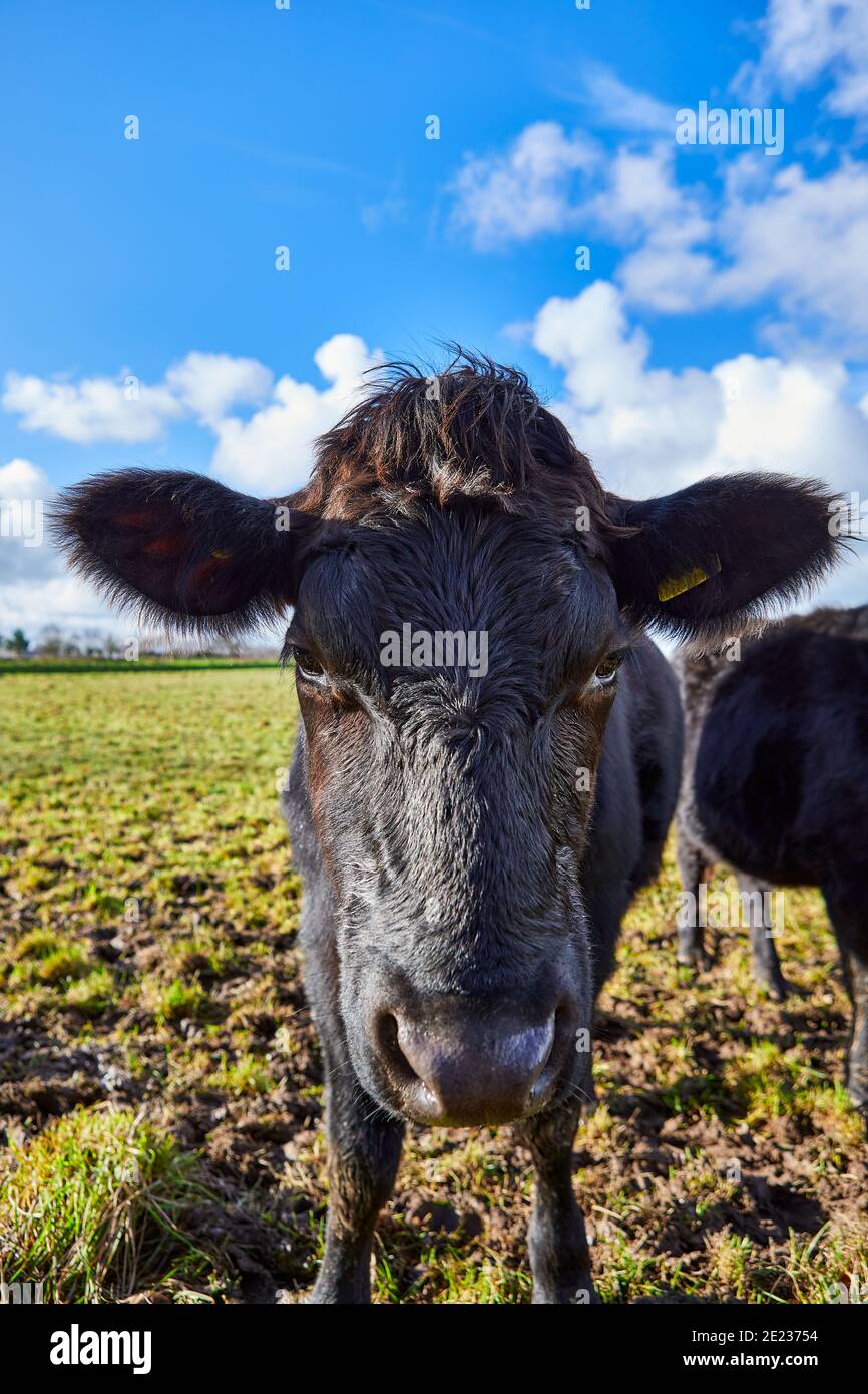 Immagine di un bull nero Jersey in piedi in un campo. Jersey, Isole del canale Foto Stock