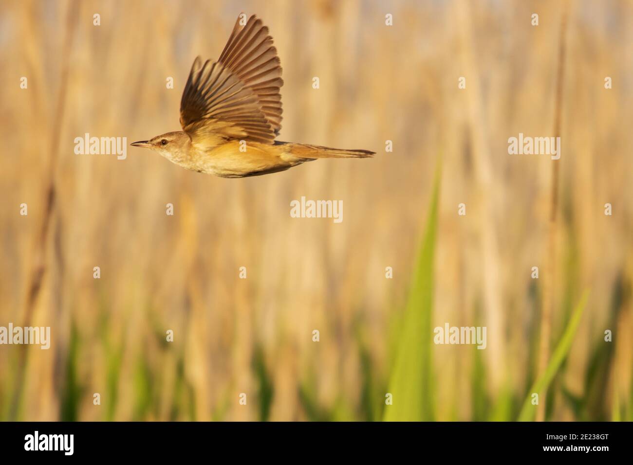 l'uccello vola in una bella luce sopra gli spessi della palude Foto Stock
