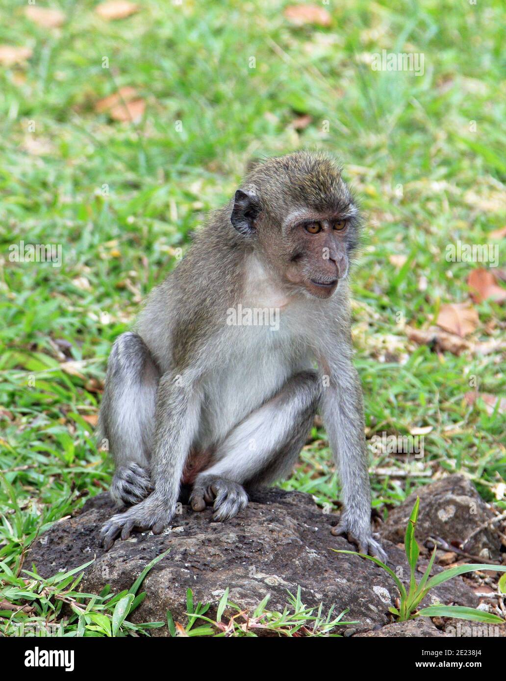 Scimmie macaque a coda lunga su Mauritius Foto Stock