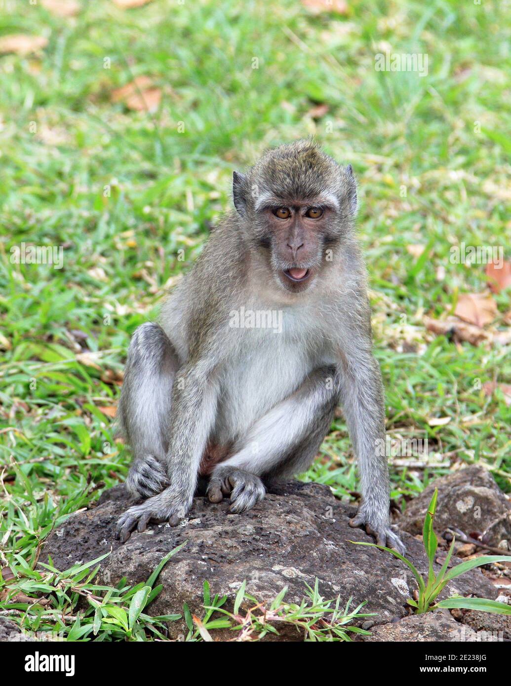 Scimmie macaque a coda lunga su Mauritius Foto Stock