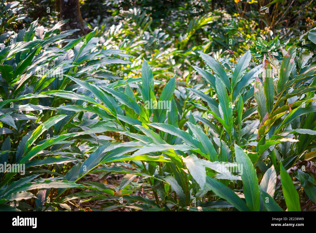 Thicket di piante di cardamomo a piantagione di spezie in Kumily, Kerala, India. Foto Stock