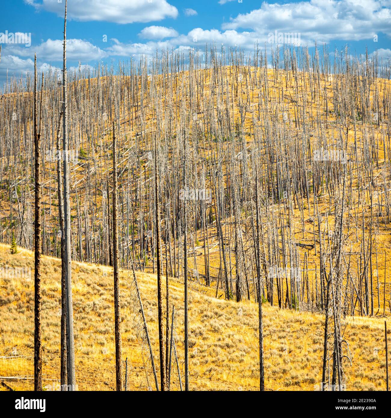 Foresta di alberi morti nel parco nazionale di Yellowstone Foto Stock