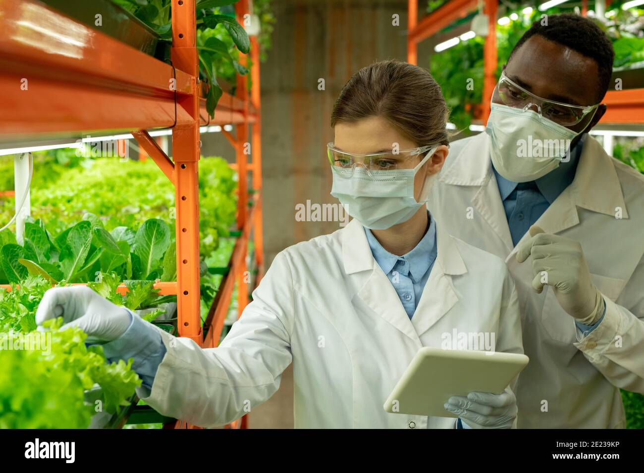 Giovane agroengineer femminile con tavoletta in piedi in corridoio tra gli scaffali con giovani pianta verdi di spinaci e lattuga con collega vicino da Foto Stock