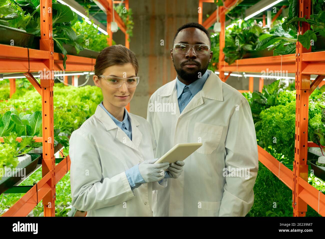 Due giovani ricercatori in biancate e occhiali protettivi in piedi corridoio tra mensole con piante verdi di spinaci e lattuga Foto Stock