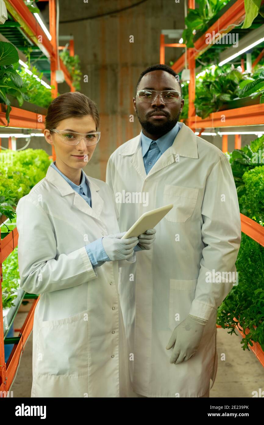 Due giovani ricercatori in biancetti, guanti e occhiali protettivi in piedi tra scaffali con piante verdi in azienda verticale Foto Stock