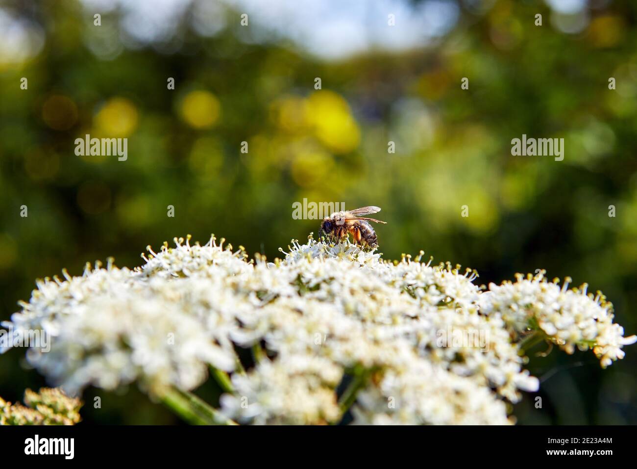 Immagine di fiori di prezzemolo di mucca in primavera con un'ape selvatica che raccoglie polline, profondità di campo poco profonda con sfondo verde e blu. Foto Stock
