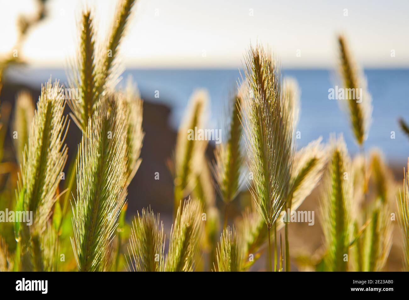 Immagine di teste di semi d'erba con luce solare retroilluminata con mare fuori fuoco. Profondità di campo bassa, fuoco selettivo Foto Stock