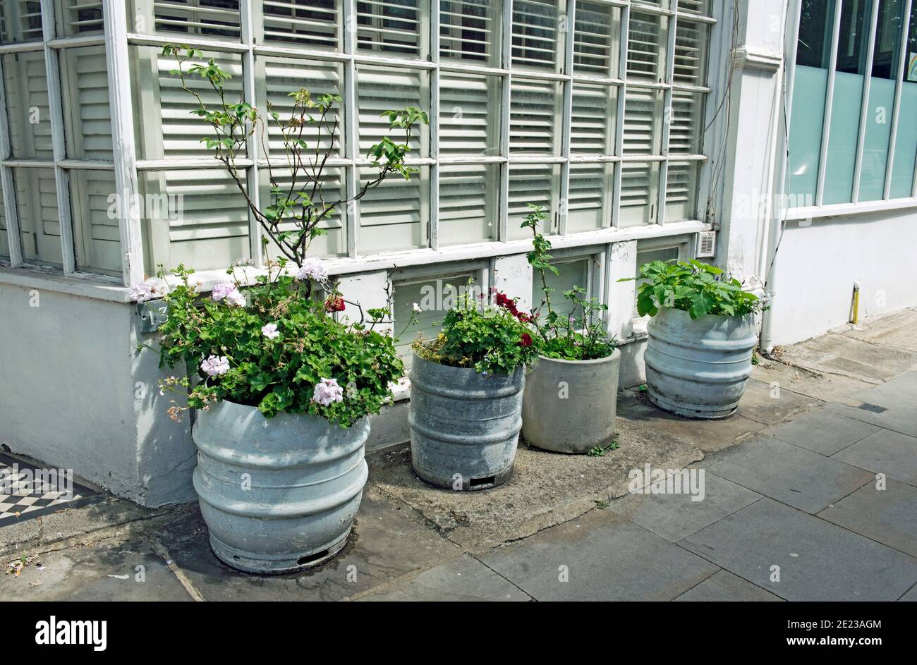 Quattro piantatrici riciclate da tamburi placici e piene di piante e fiori all'esterno dell'edificio, Highbury, London Borough of Islington Foto Stock