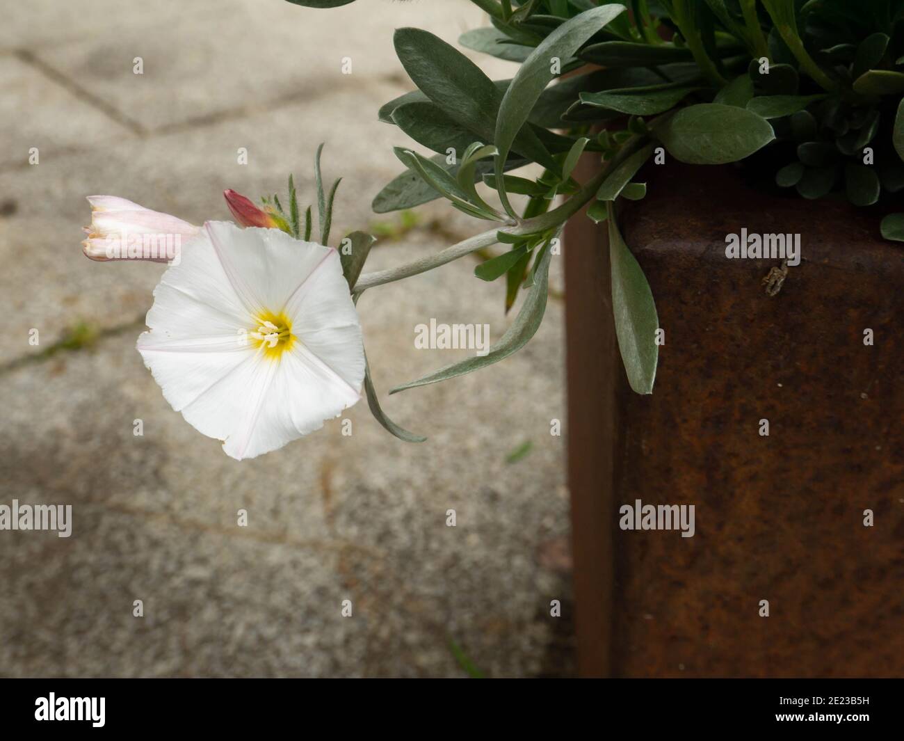 Convolvulus cneorum, il silverbush o arbusti pianta fioritura alberata nella pentola arrugginita Foto Stock