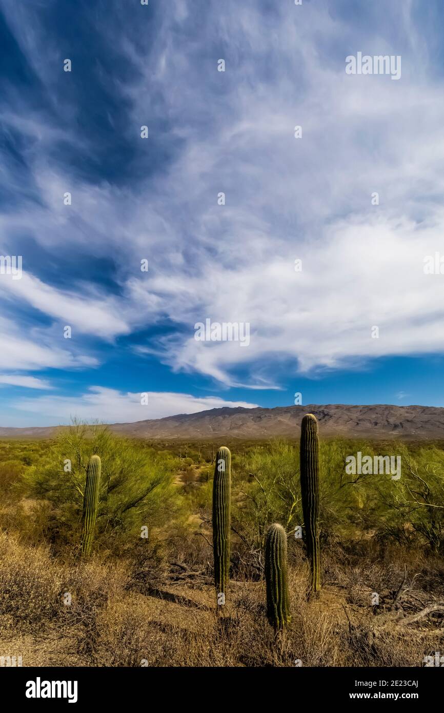 Cactus di Saguaro, Carnegiea gigantea, nel distretto montano di Rincon del Parco Nazionale di Saguaro, Arizona, Stati Uniti Foto Stock