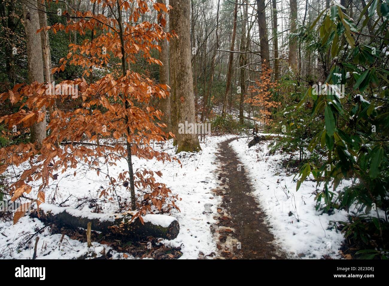 Sentiero della foresta innevata - Sycamore Cove Trail - Pisgah National Forest, Brevard, North Carolina, USA Foto Stock