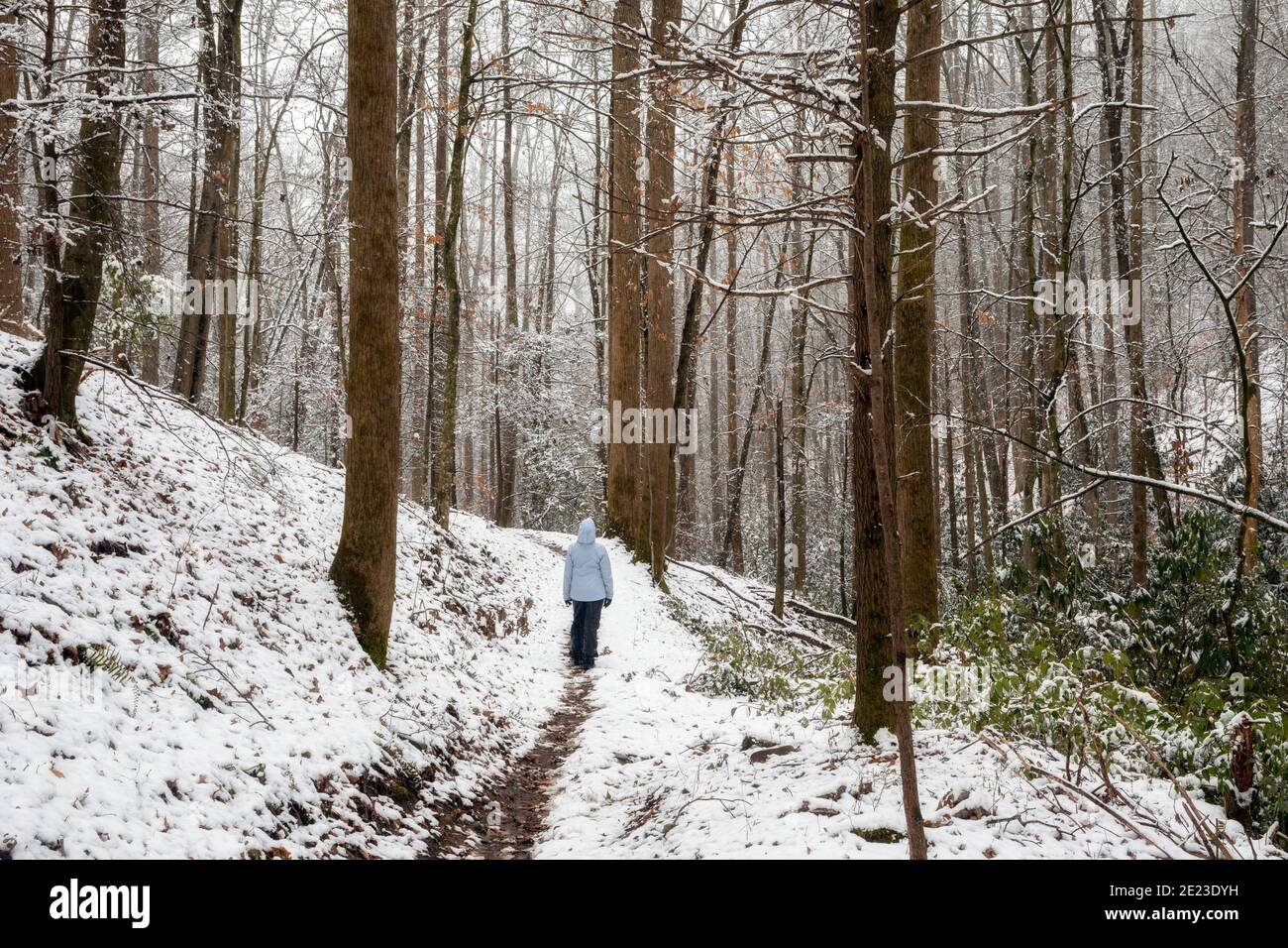 Lone escursionista su pista di foresta innevata - Sycamore Cove Trail - Pisgah National Forest, Brevard, Carolina del Nord, Stati Uniti Foto Stock