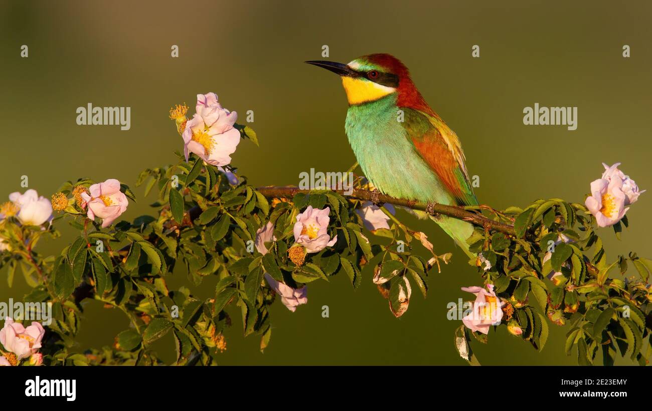 L'ape-mangiatore europeo riposa sul rosehip fiorente in estate Foto Stock