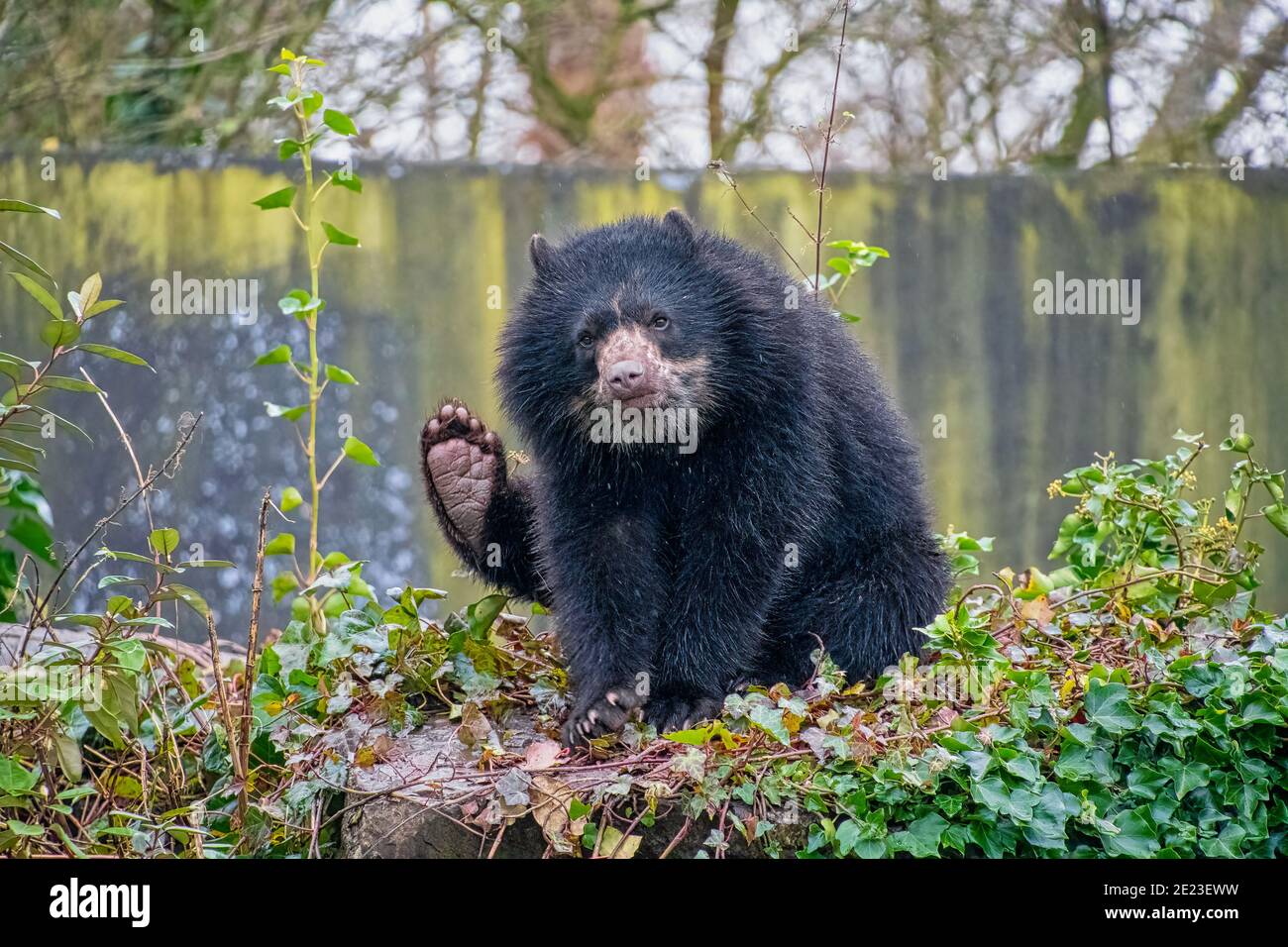 Orso andino (Tremarctos ornatus), noto anche come orso con spettacolo Foto Stock