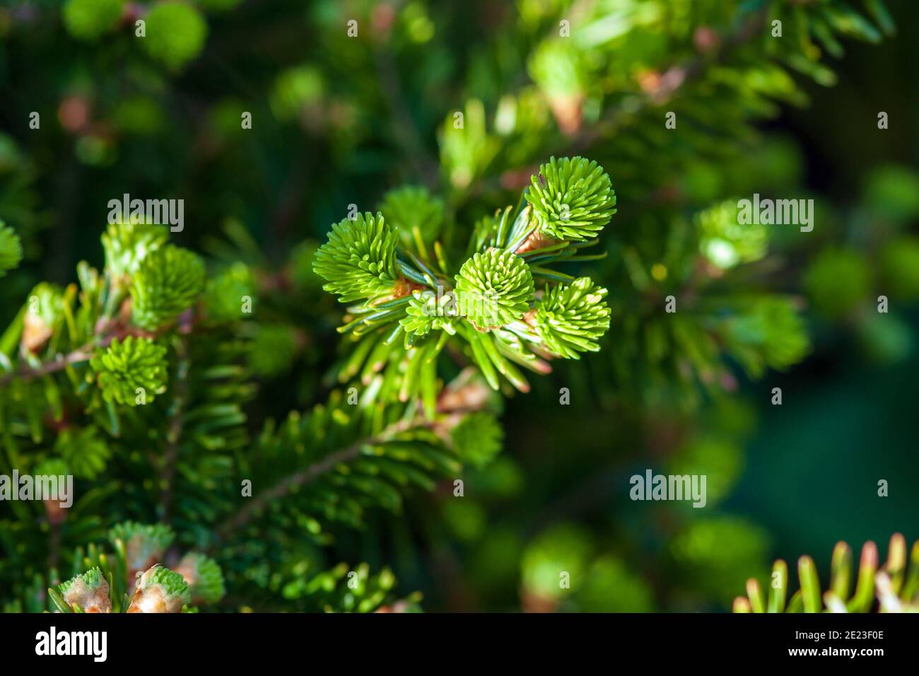 Albero di Natale o Abete d'Argento (Abies alba) ramoscelli con giovani germogli in primavera Foto Stock