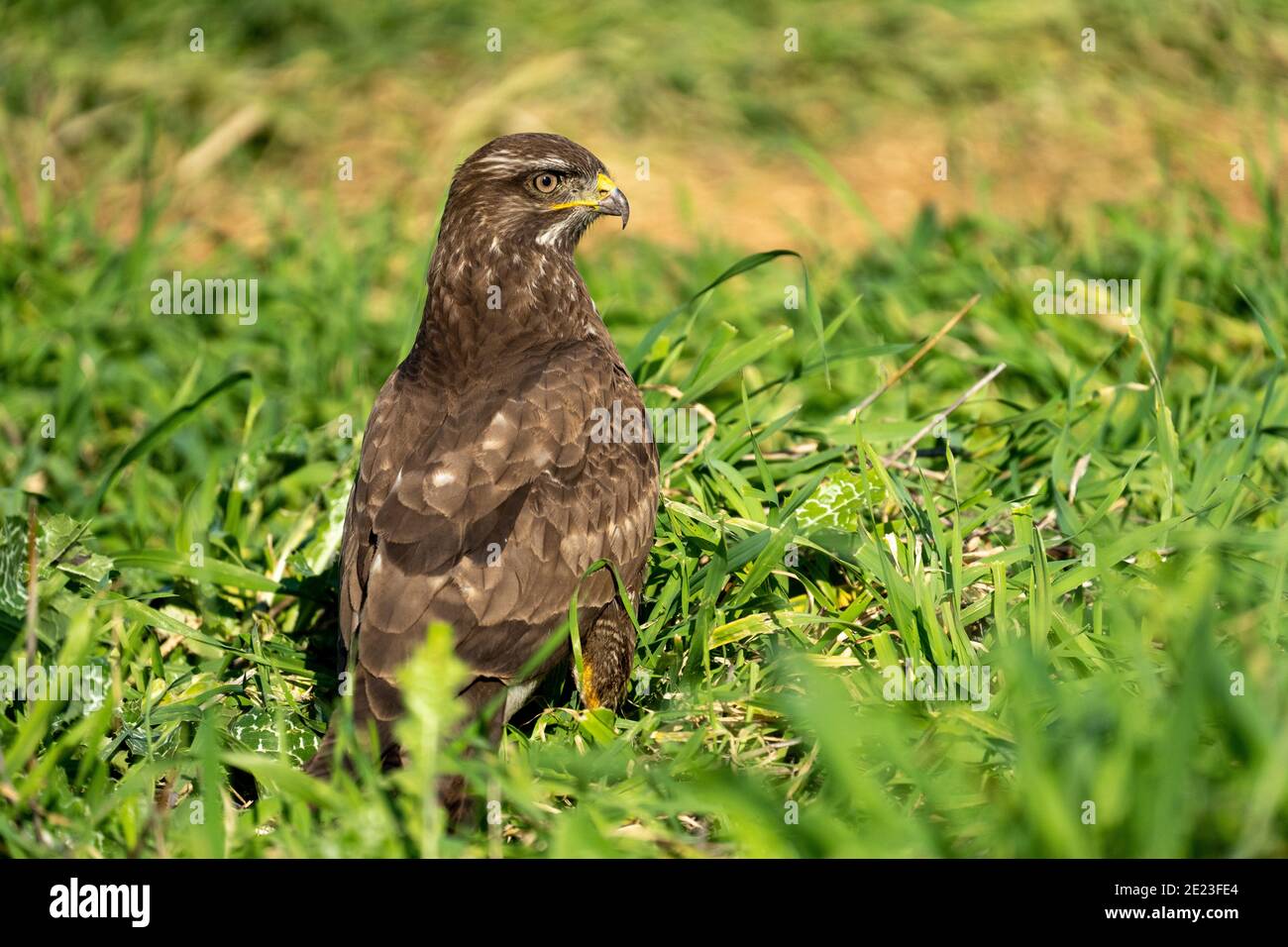 Comune Poiana (Buteo buteo) Foto Stock