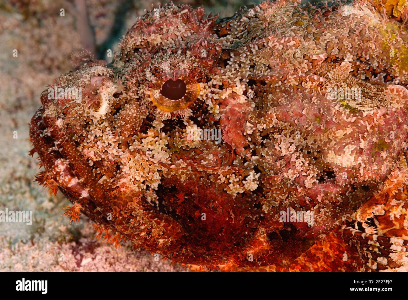 Scorpione scorpaena plumieri a Little Cayman BWI Mar dei Caraibi Foto Stock