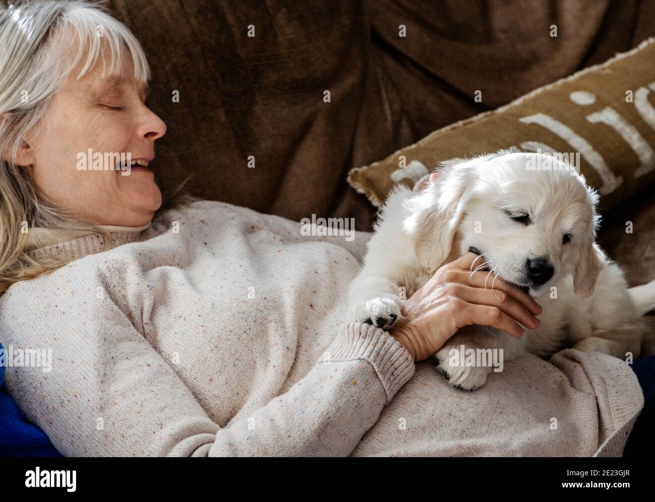 Donna che tiene sette settimane di platino, o crema colorato Golden Retriever cucciolo. Foto Stock