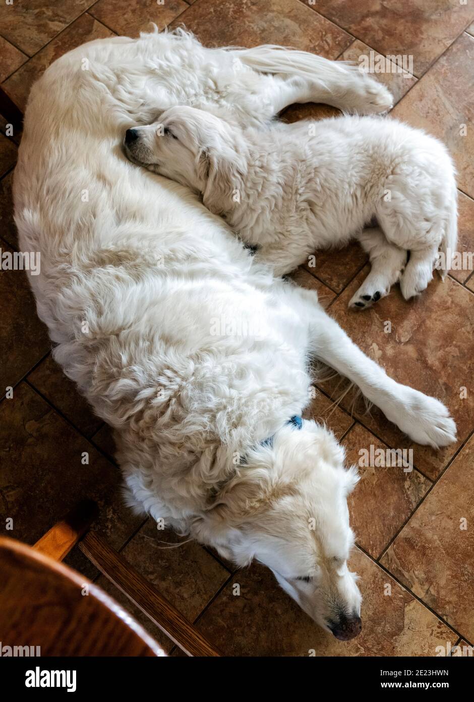 Platino, o crema Golden Retriever cucciolo colorato con adulto Retriever. Foto Stock