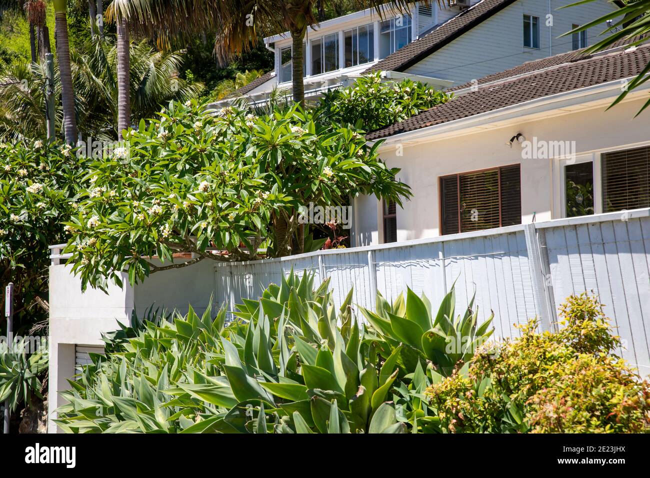Australian Beach casa a Sydney con albero frangipani e agave Piante attenuata nel giardino anteriore in un giorno estivo, Sydney, Australia Foto Stock