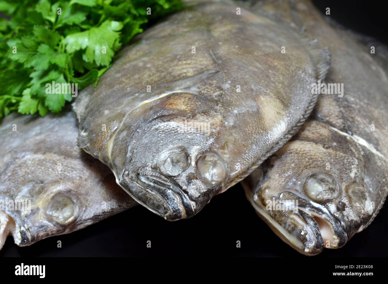 Passera o pesce piatto europeo. Pesce surgelato con verde fresco su sfondo nero Foto Stock