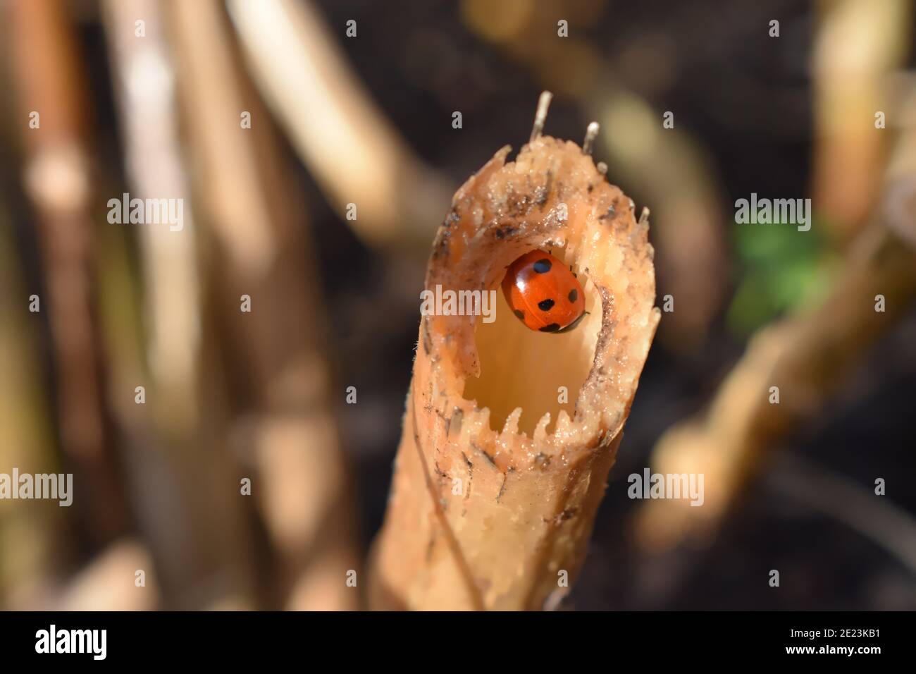 Elytra rosso Ladybird con sette macchie nere rotonde. Si iberna in inverno e se si sveglia prima della primavera e non ci sono afidi che muore di fame Foto Stock