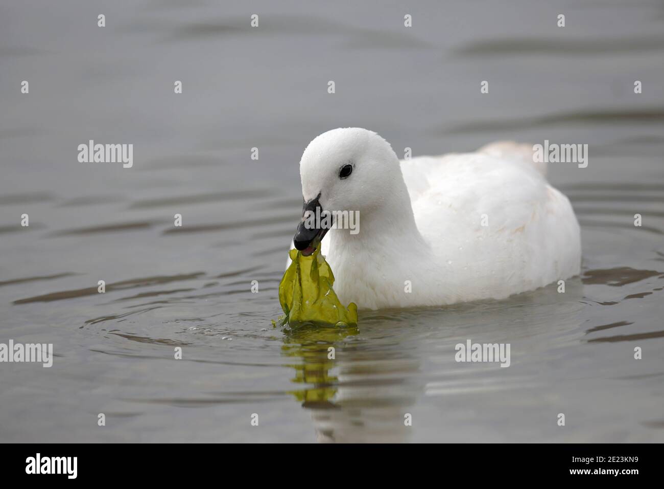 Kelp Goose (Chloephaga Hybrida), maschio, nuoto, mangiare kelp, West Point, Falkland Islands 3 dicembre 2015 Foto Stock