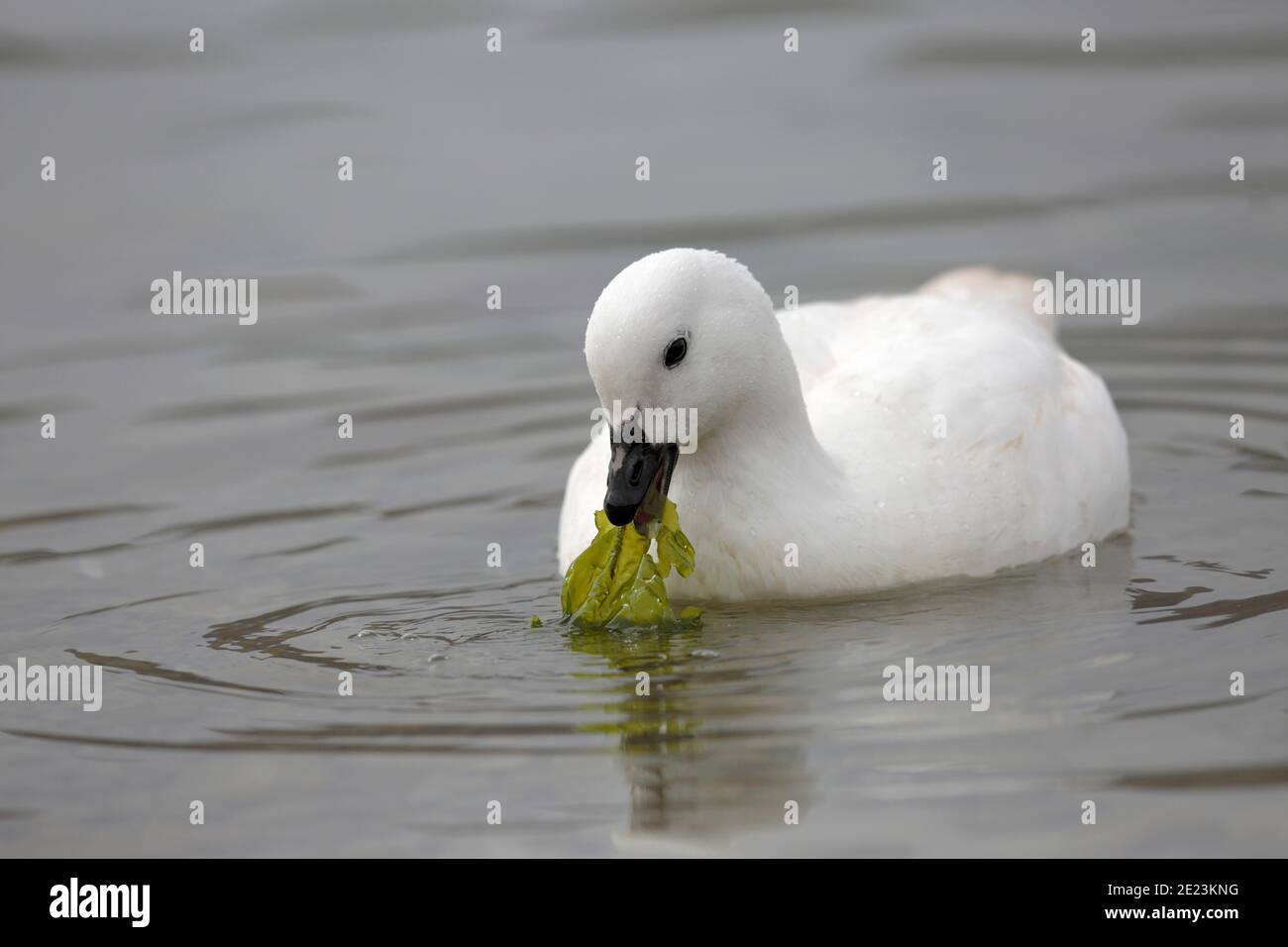 Kelp Goose (Chloephaga Hybrida), maschio, nuoto, mangiare kelp, West Point, Falkland Islands 3 dicembre 2015 Foto Stock