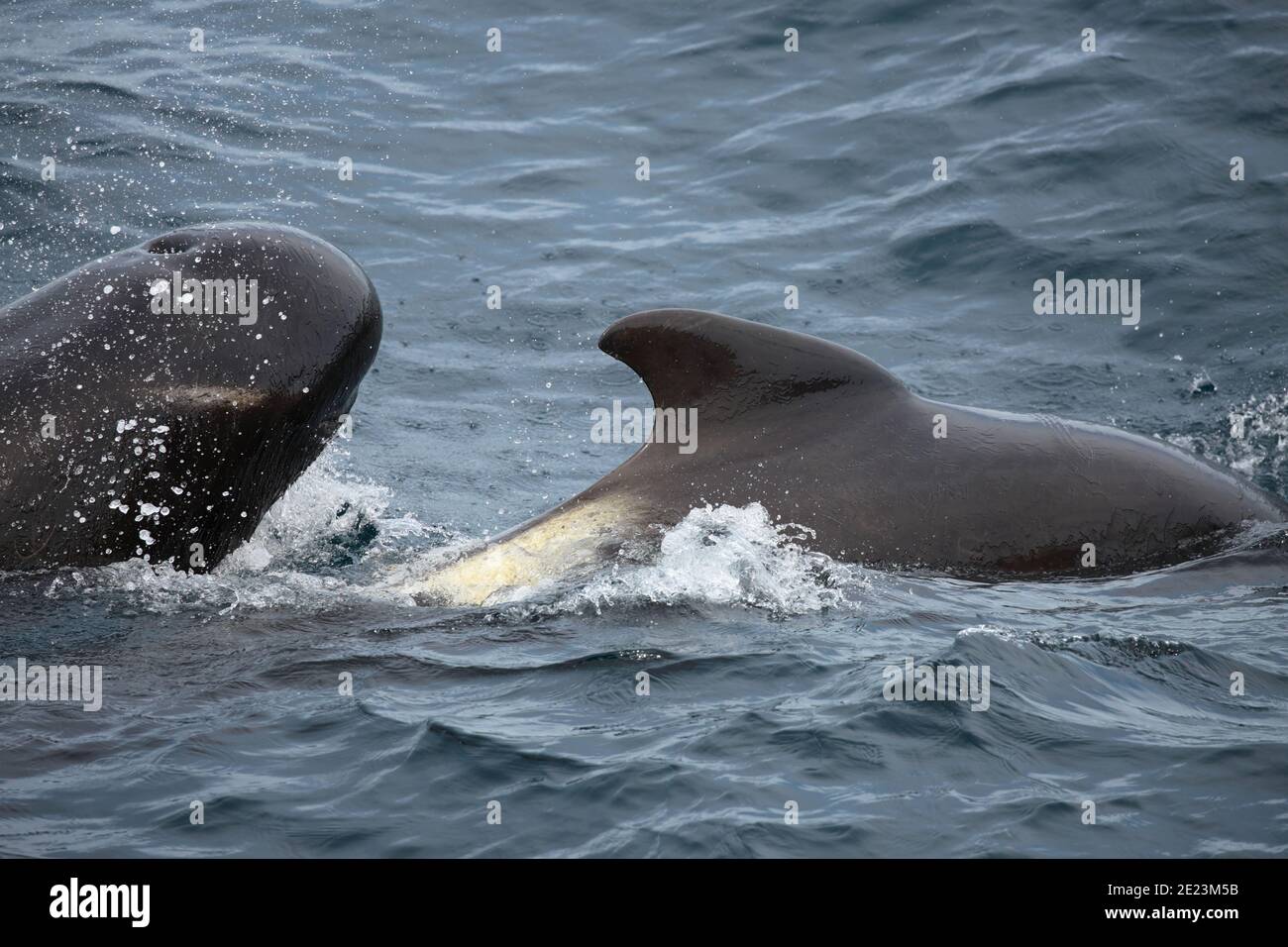 Balena pilota alettata a lungo (melas Globicephalus) sulla superficie del mare, vista dall'alto, Oceano Atlantico del Sud 2 dicembre 2015 Foto Stock