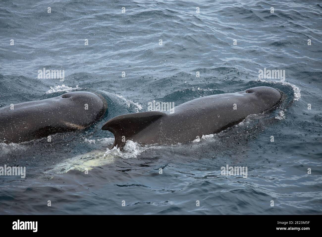 Balena pilota alettata a lungo (melas Globicephalus) sulla superficie del mare, vista dall'alto, Oceano Atlantico del Sud 2 dicembre 2015 Foto Stock