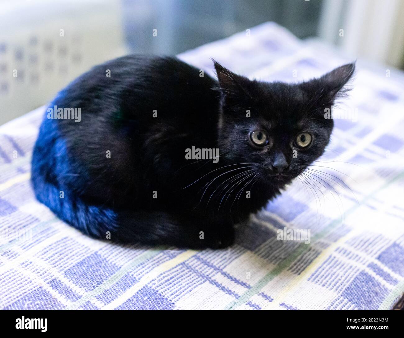 Adottare, donare e/o vounteer per aiutare gli animali a Grass Valley, California Foto Stock