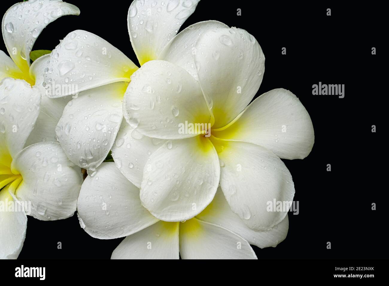 bel primo piano di bianco con fiori gialli al centro di frangipani Foto Stock