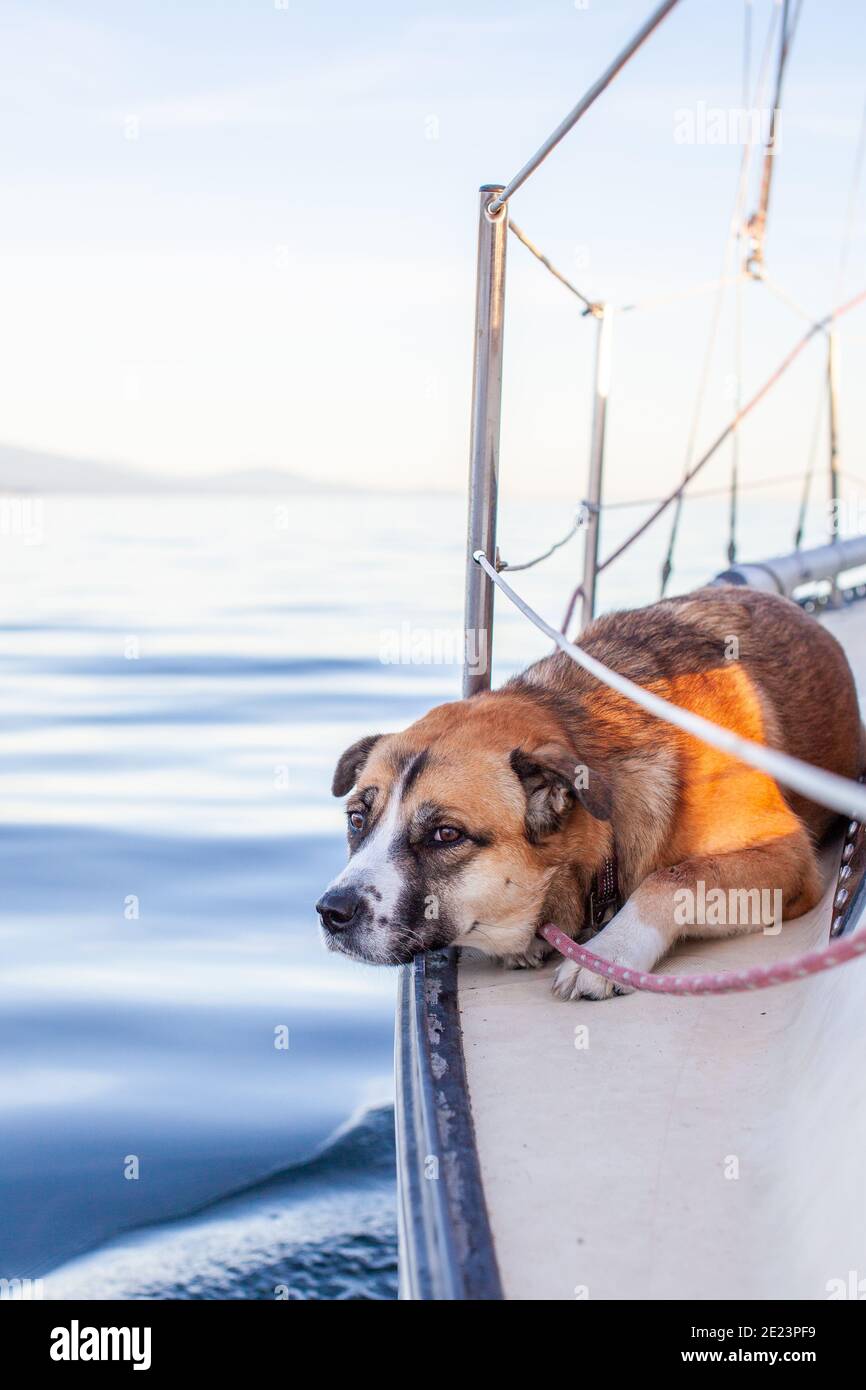 Un cane Husky St Bernard Mix si trova sul Lato di una barca a vela al tramonto nella Sunshine Coast della British Columbia mentre navighi verso il porto Foto Stock